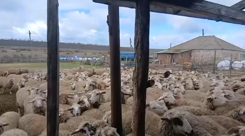 Livestock