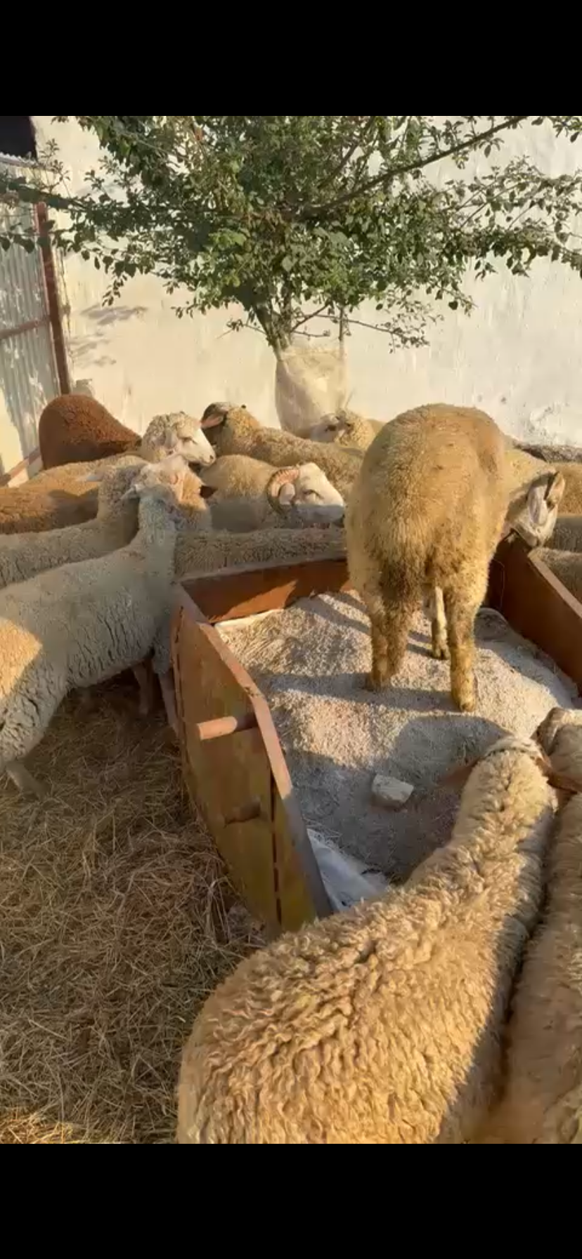 Livestock