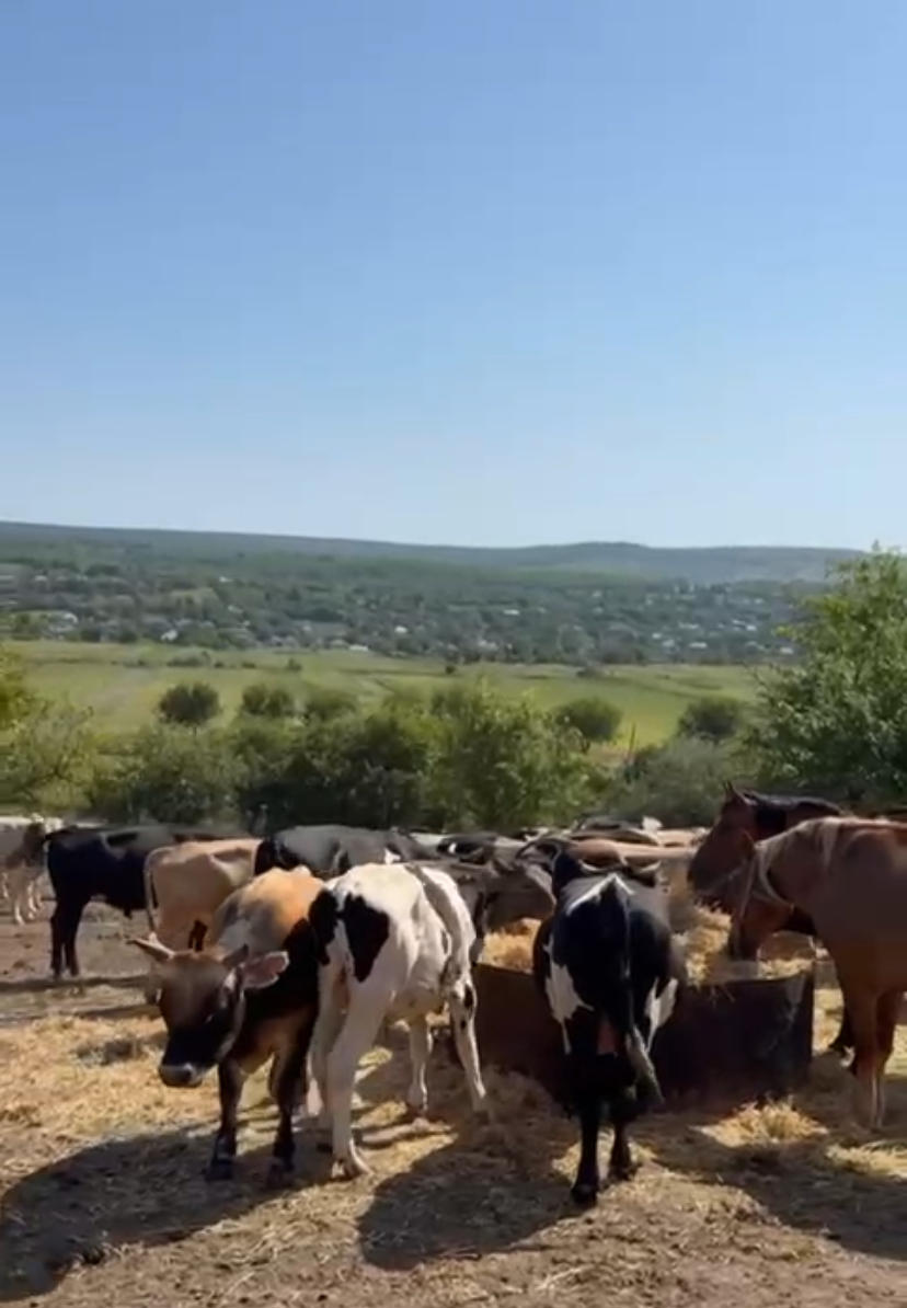 Livestock