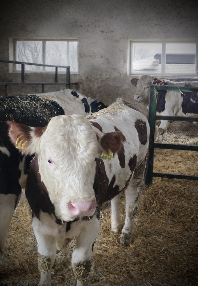 Livestock