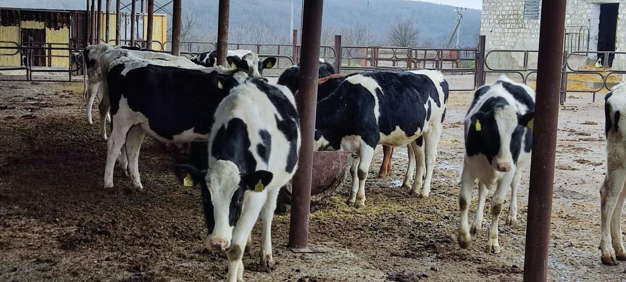 Livestock