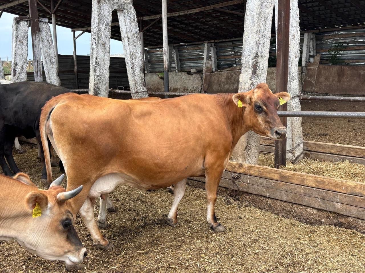 Livestock