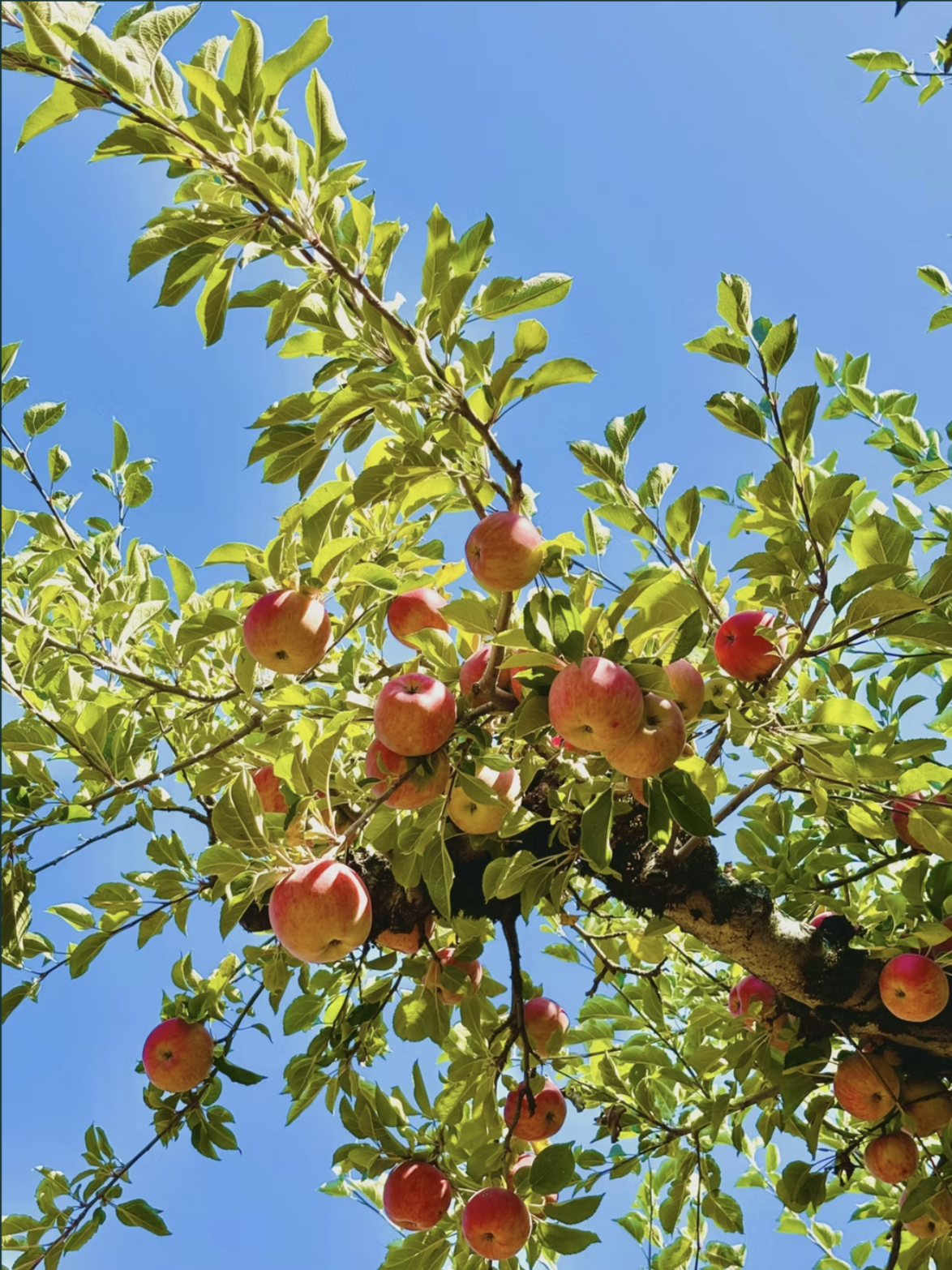 Produce