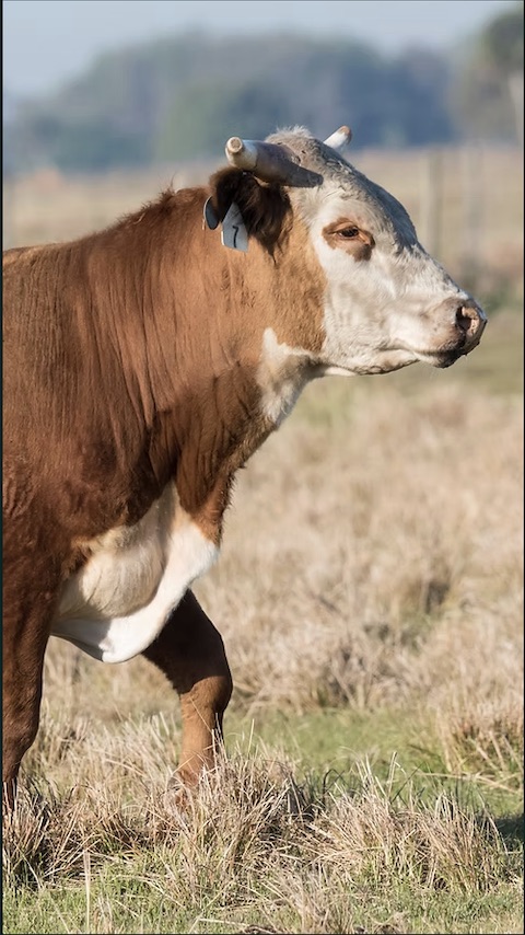 Livestock