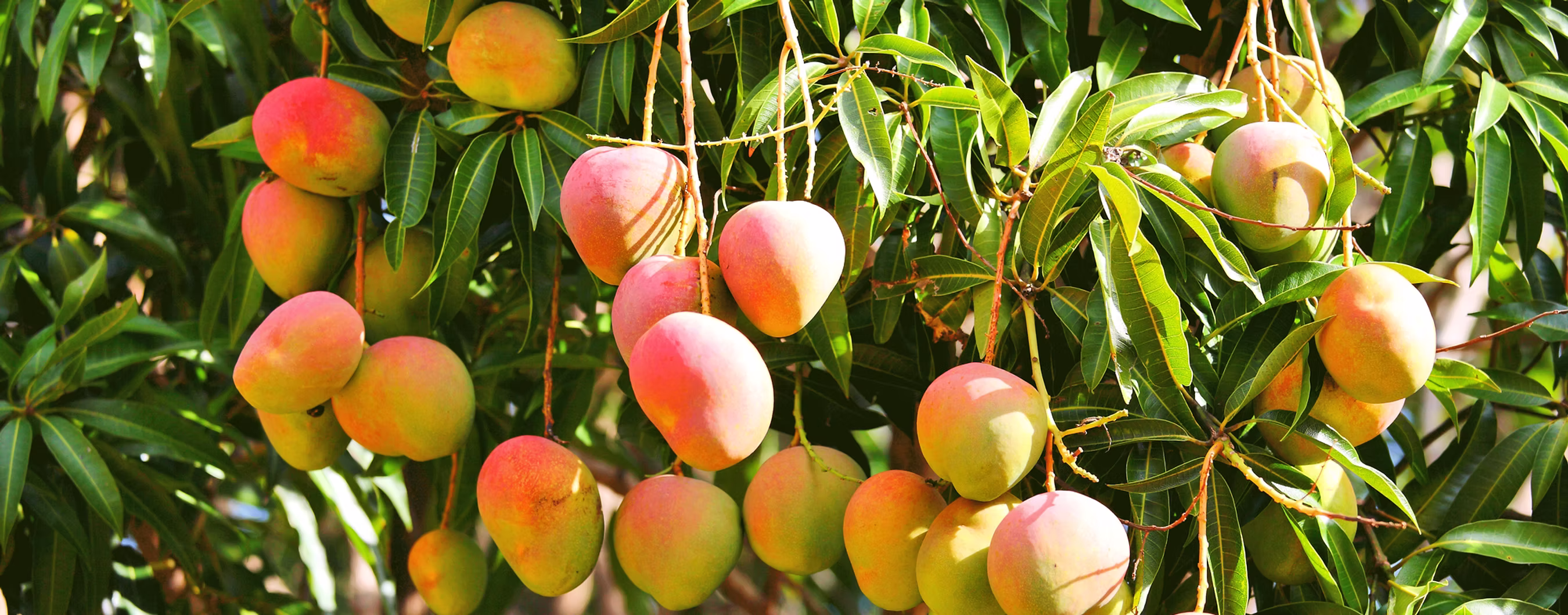 Fresh mangoes on tree